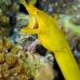 eel_ribbon_kbraerpr3_v_0185_sul7029.jpg